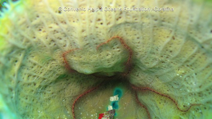 Brittle stars (6)